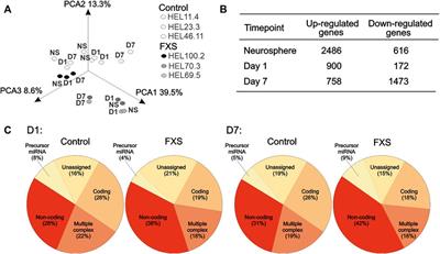 Reduced LYNX1 expression in transcriptome of human iPSC-derived neural progenitors modeling fragile X syndrome